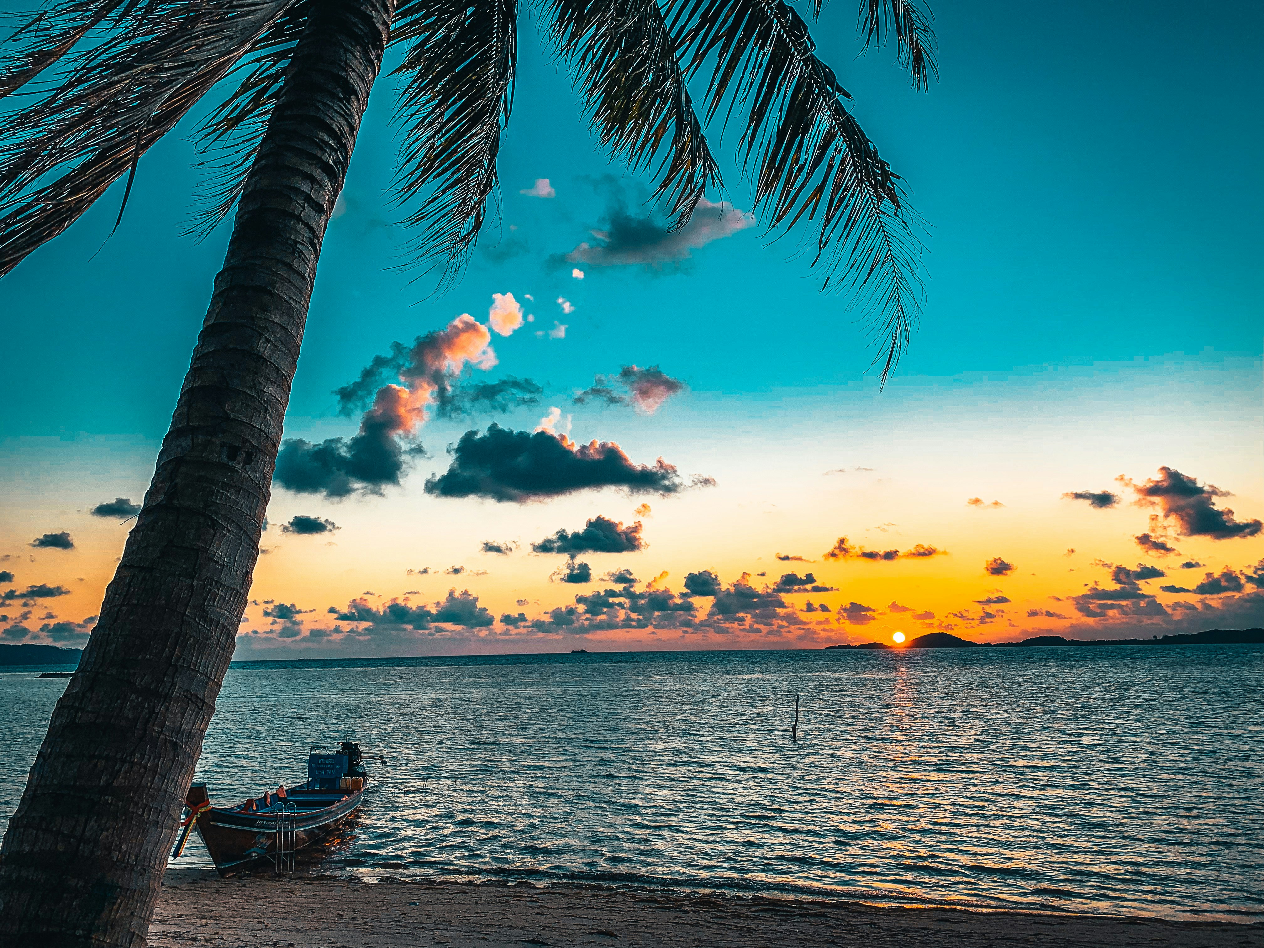 silhouette of palm tree near body of water during sunset